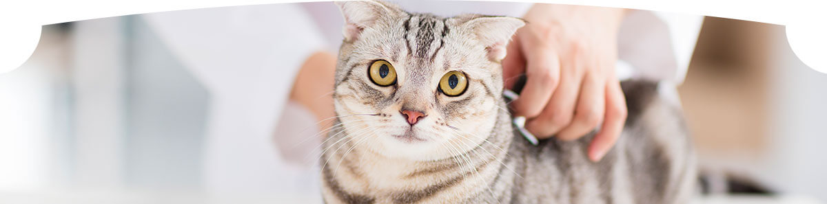 A cute cat