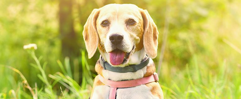 A cute dog