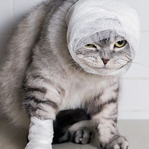 A cat with a bandage