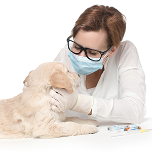 Veterinarian taking care of a dog