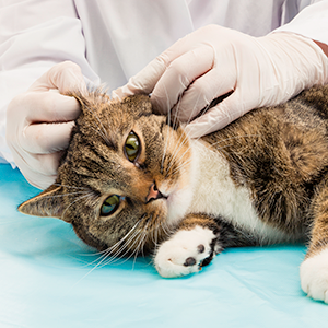 Veterinarian treating ear mite