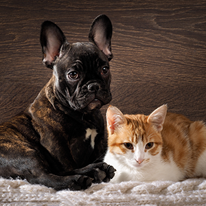 Dog and cat together