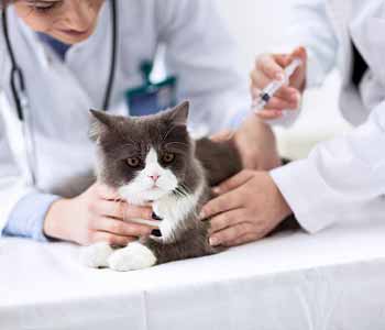 Mesa area residents can find affordable cat spaying here