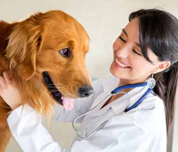 Costa Mesa area practice offers animal boarding