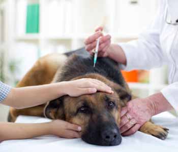 All Creatures Care Cottage in Costa Mesa, CA, we offer a wide selection of services