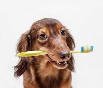 animal dental care in Costa Mesa