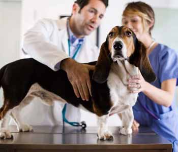 Costa Mesa describes the importance of dental health in pets