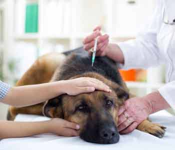veterinarian offers animal vaccine services
