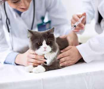 Costa Mesa new pet owners a great place for their animal vaccines