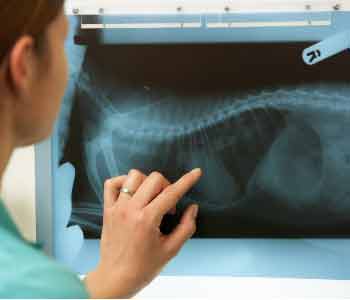 importance of diagnostic tests for pets Veterinary team near Irvine