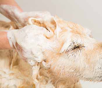 Benefits of medicated shampoos in Costa Mesa