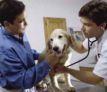 offers emergency care for pets