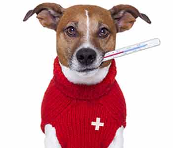 flea bite allergies in dogs