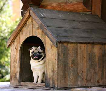 Newport Beach residents with their search for pet boarding places