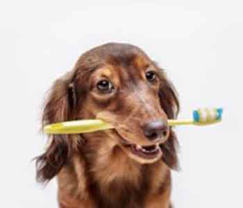 pet dentist describes the importance of dental care for dogs