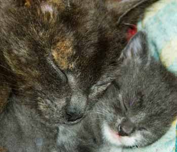 pet end of life care near Huntington Beach, CA