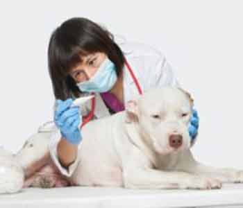 veterinarian encourages preventative care for your pet