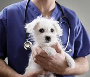 Veterinarian Newport Beach gives preventive care your pet deserves