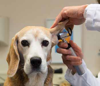 Doing specific pet symptoms in Costa Mesa