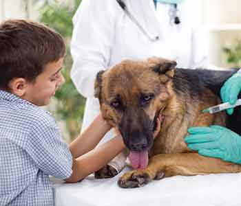 get pet vaccinations near me in the Costa Mesa area