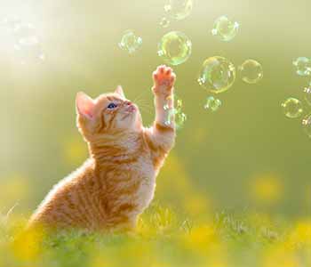 qualified professional in Costa Mesa to discuss the dental health of your pet