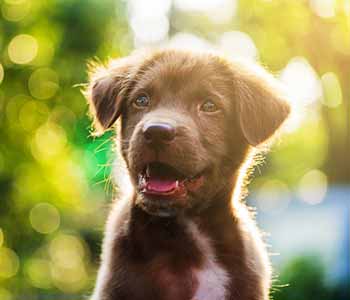 What to expect after a dog’s spaying