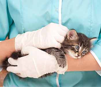 veterinary surgeon available for Costa Mesa and Newport Beach pets