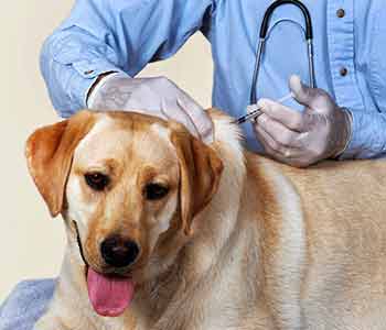 Costa Mesa vet offers inoculations for dogs and cats