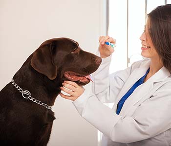 Dr. Rand Spongberg Explains about Pet Teeth Cleaning
