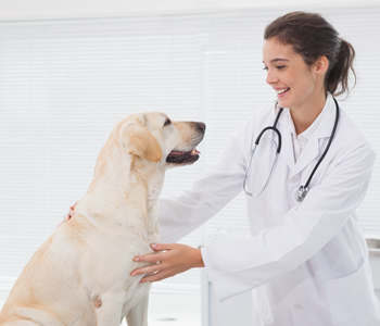 Smiling Veterinarian with Dog, Dog Dental Care Costa Mesa