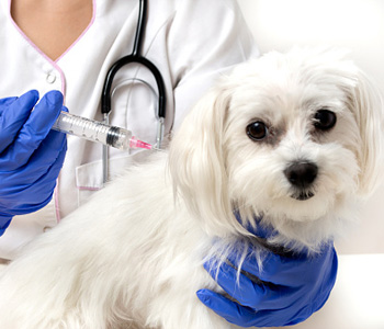 Vaccines Animals