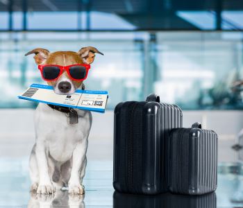 Dog boarding in Costa Mesa, CA keeps your best friend safe