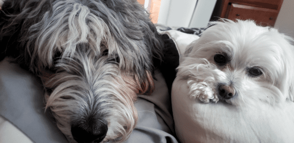 Dogs