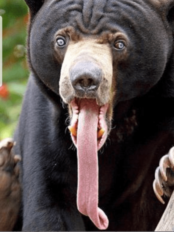 Grizzly bear