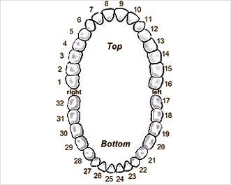  Tooth Chart