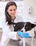 Best Vet Houston - Dr. Sarah Pella