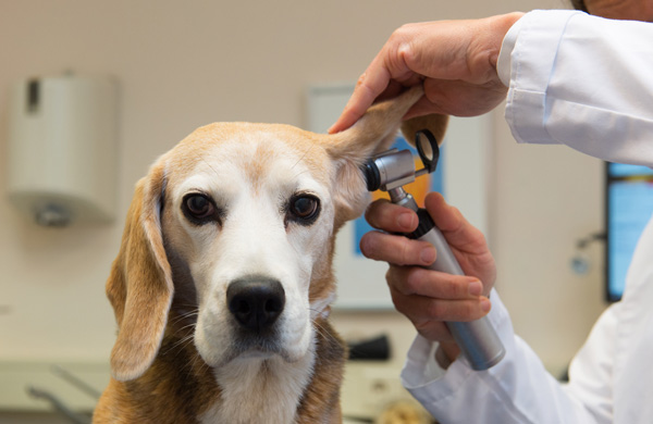 Beagle at the veterinarian