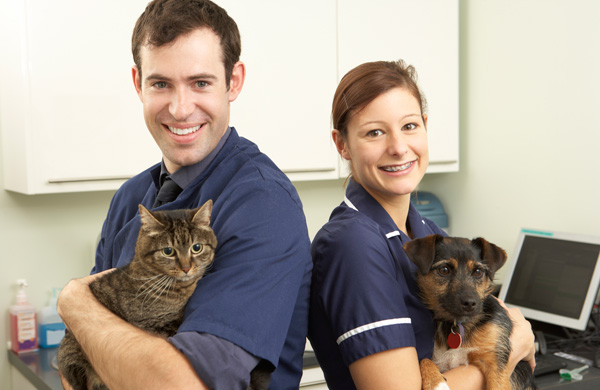 Male Veterinary Surgeon And Nurse Holding Cat And Dog In Surgery