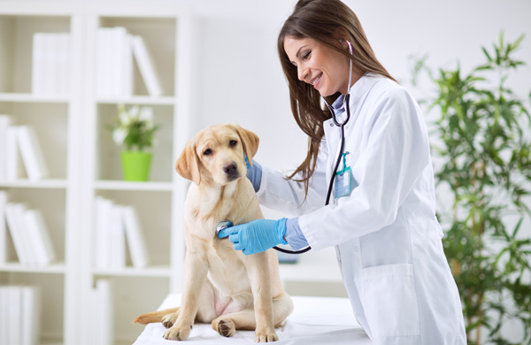 Veterinarian doctor and a labrador puppy