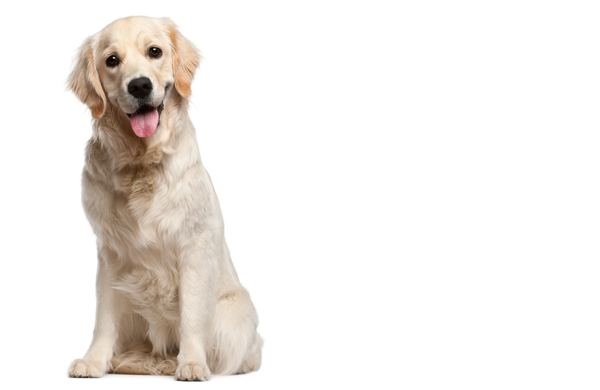 Light Golden Retriever