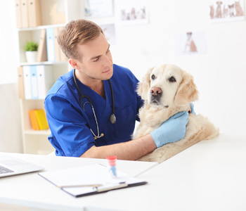 Key factors to consider when seeking a veterinarian near Houston, TX