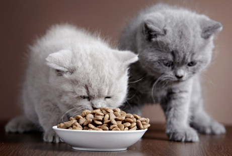 Bowl with cat food and two kittens